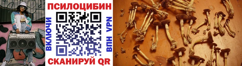 Псилоцибиновые грибы Cubensis  Тайга 